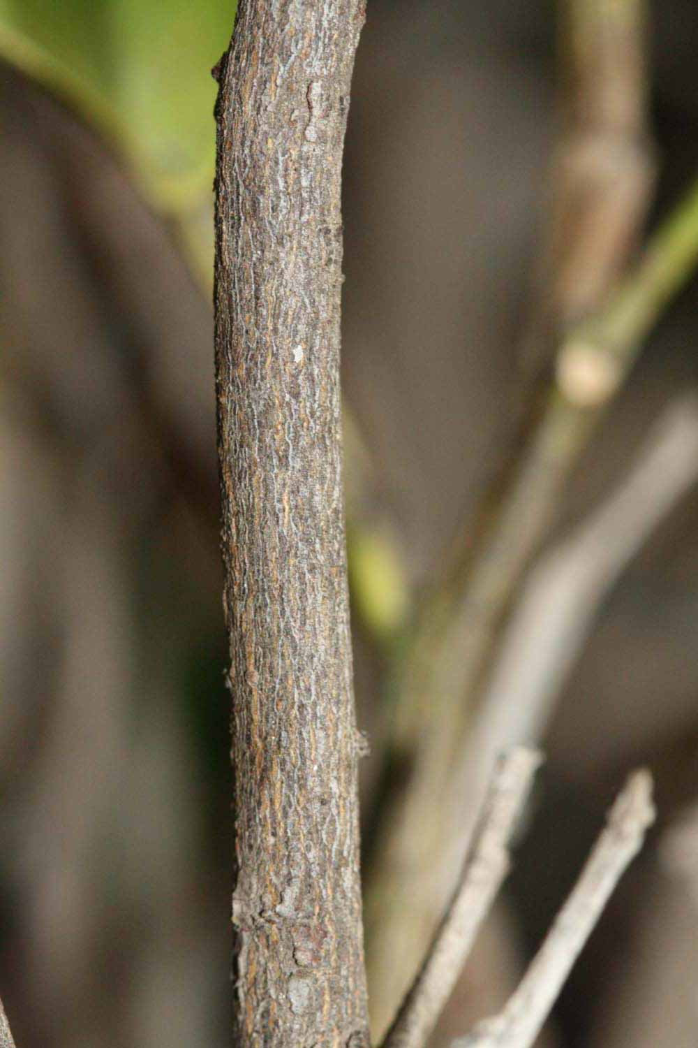              Second - third year twig (Riverside, CA)       